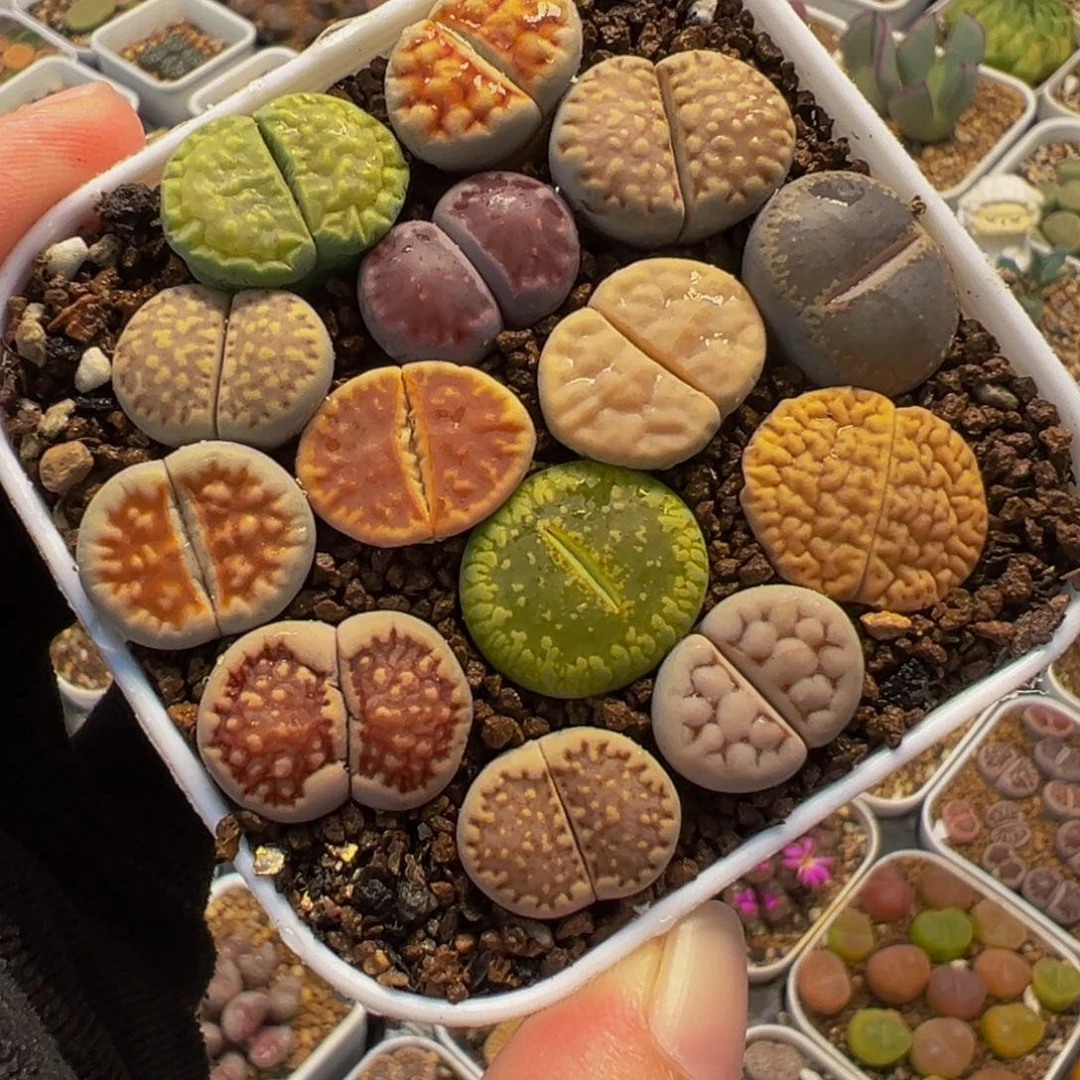 014多肉植物种类多样