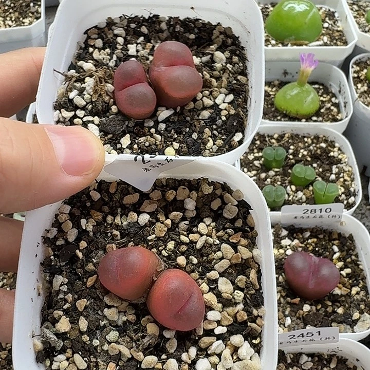 老马生石花双头吕红2561