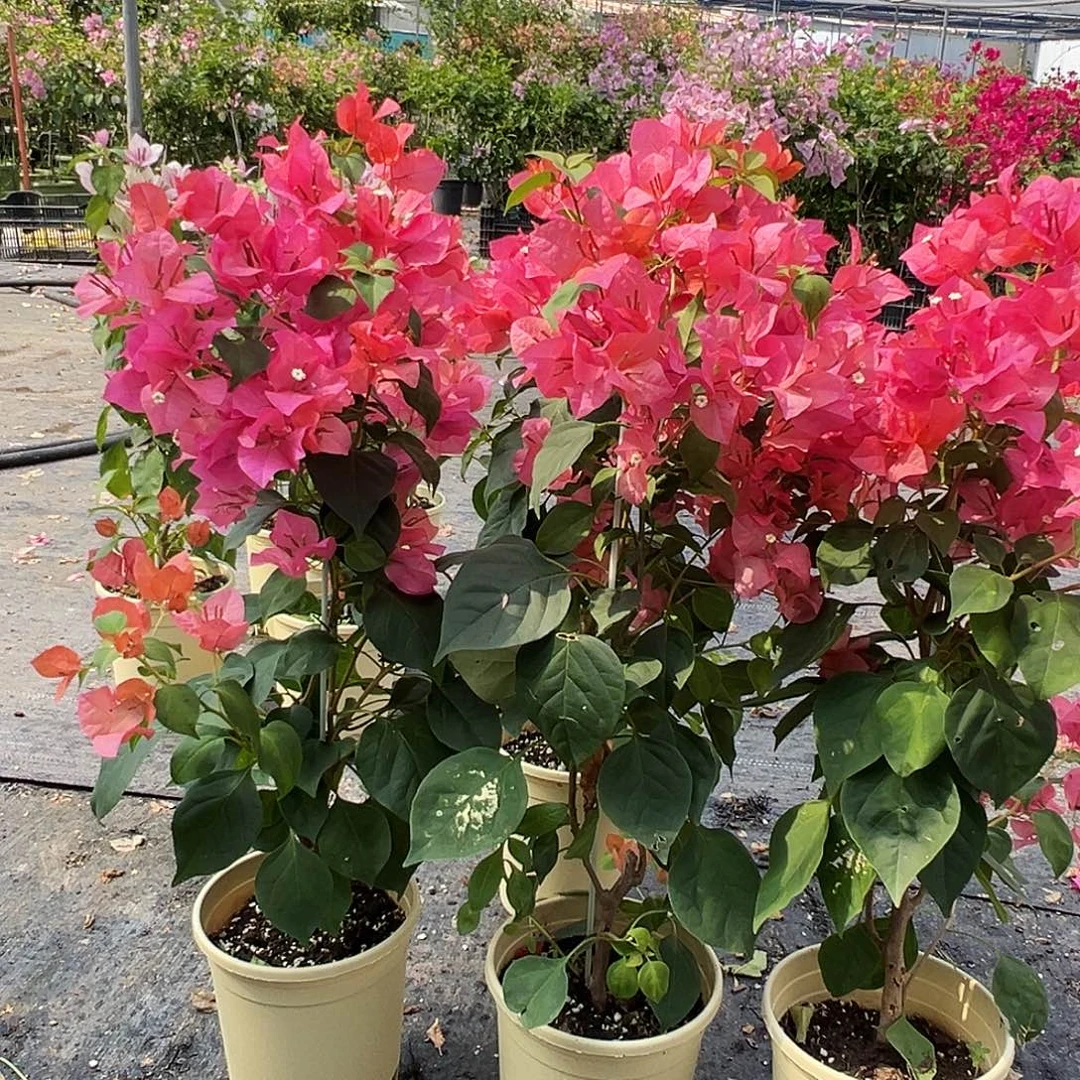 大部分花苞少量开放暗夕带竹一颗