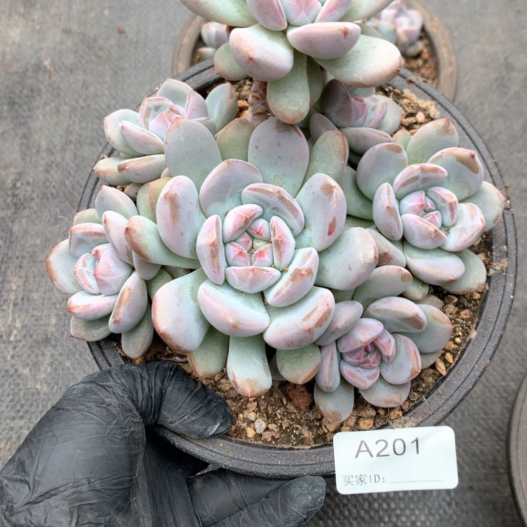 小**！A201 售后范围：签收起7天内