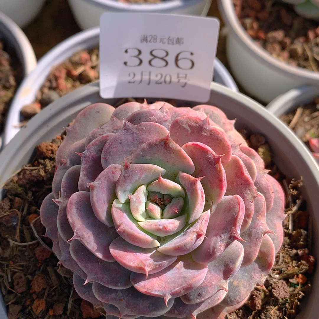 【闪购商品】家云386