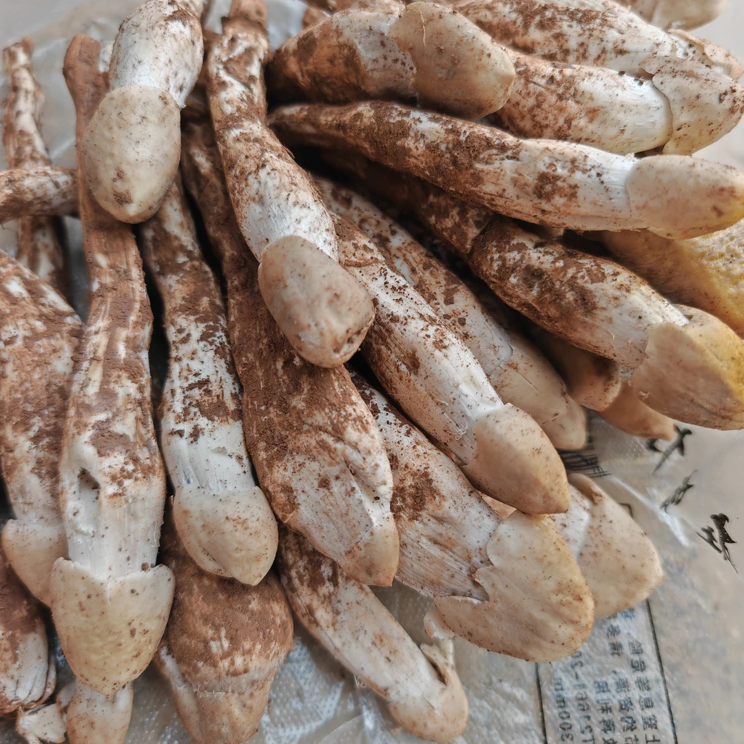 大凉山野生新鲜火把鸡枞、黑帽鸡枞【顺丰包邮】新鲜鸡枞野生鸡枞
