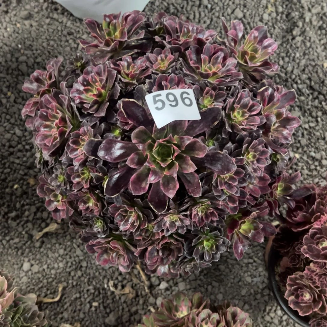 我是真的很喜欢这个