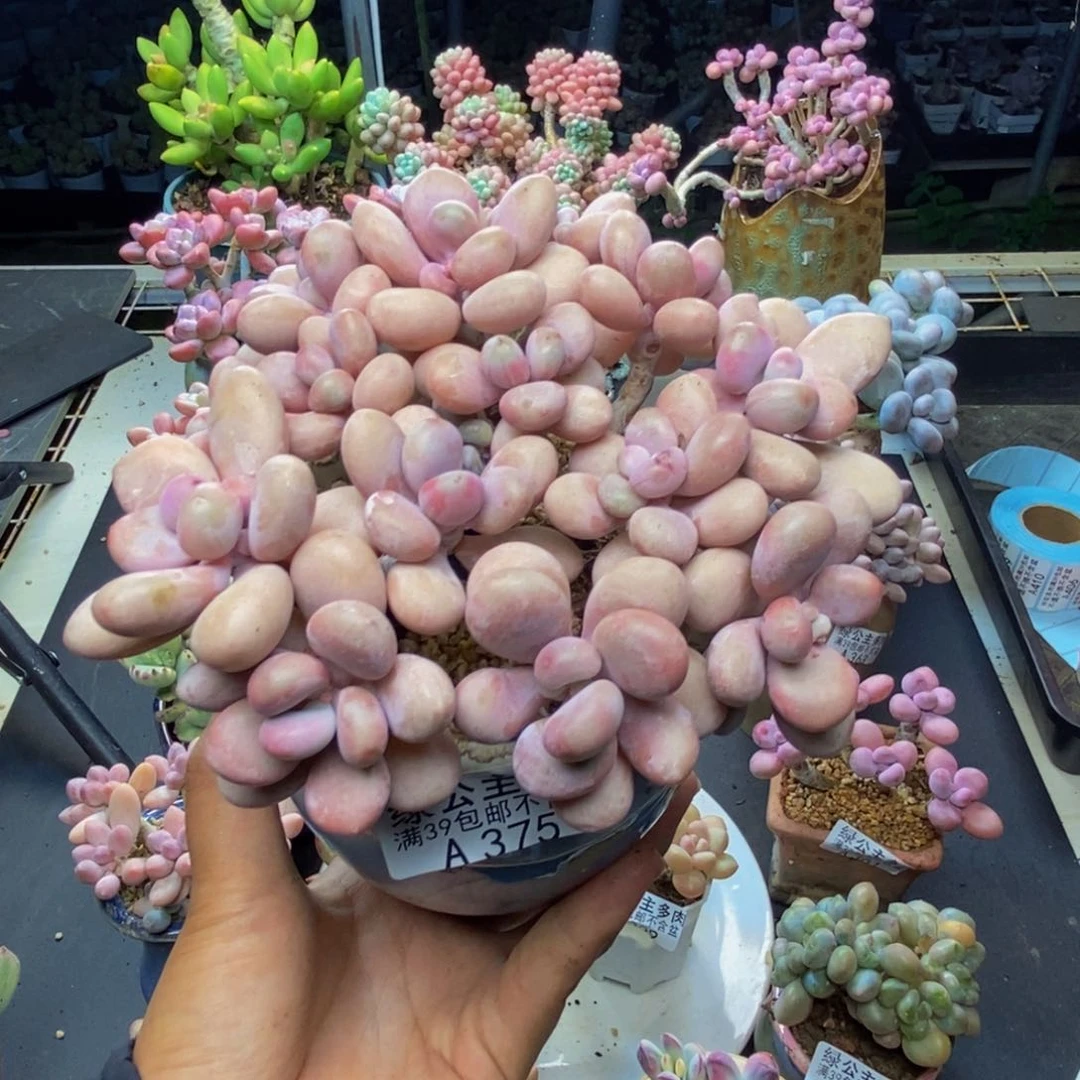 375糖果桃蛋多肉10cm有断枝