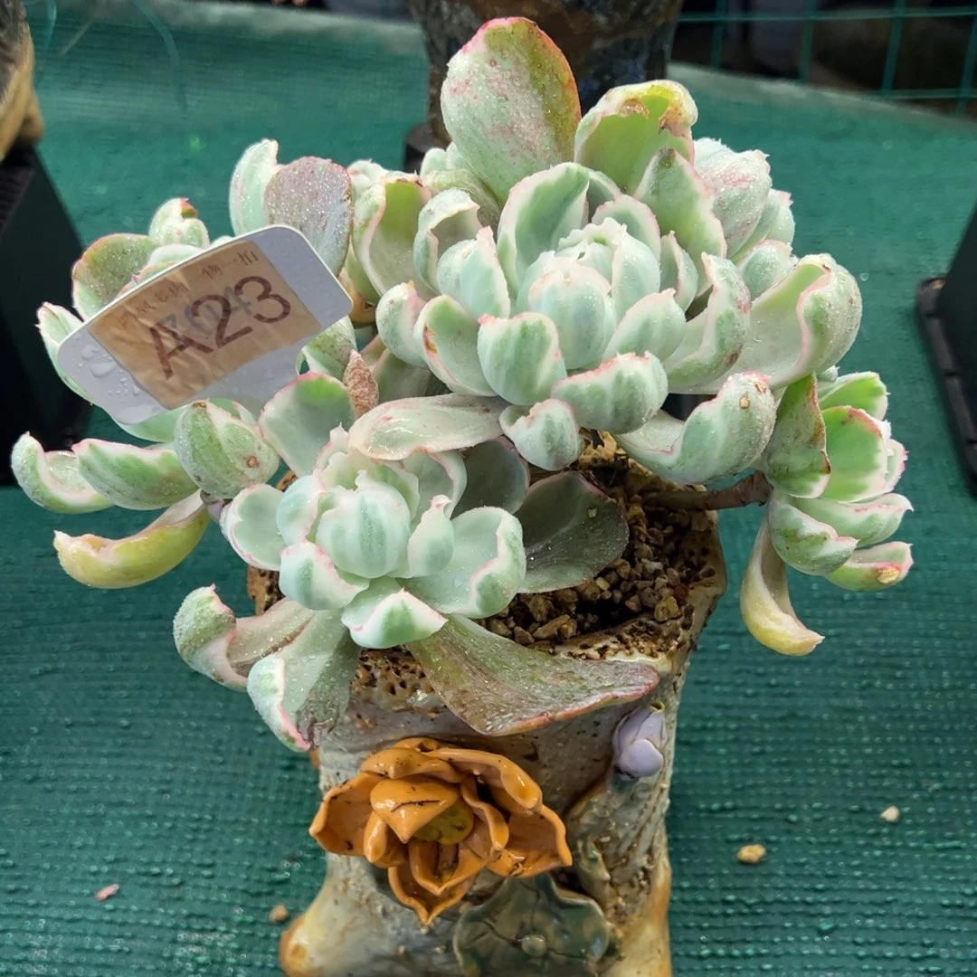 伯克利锦，，，，，，，，，，，，，，，