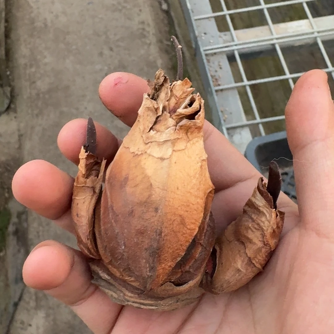 I***a象耳血莲老货无时差三头群