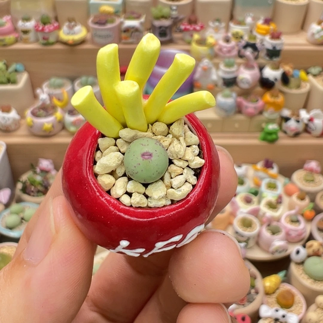 多肉植物37号拇指盆