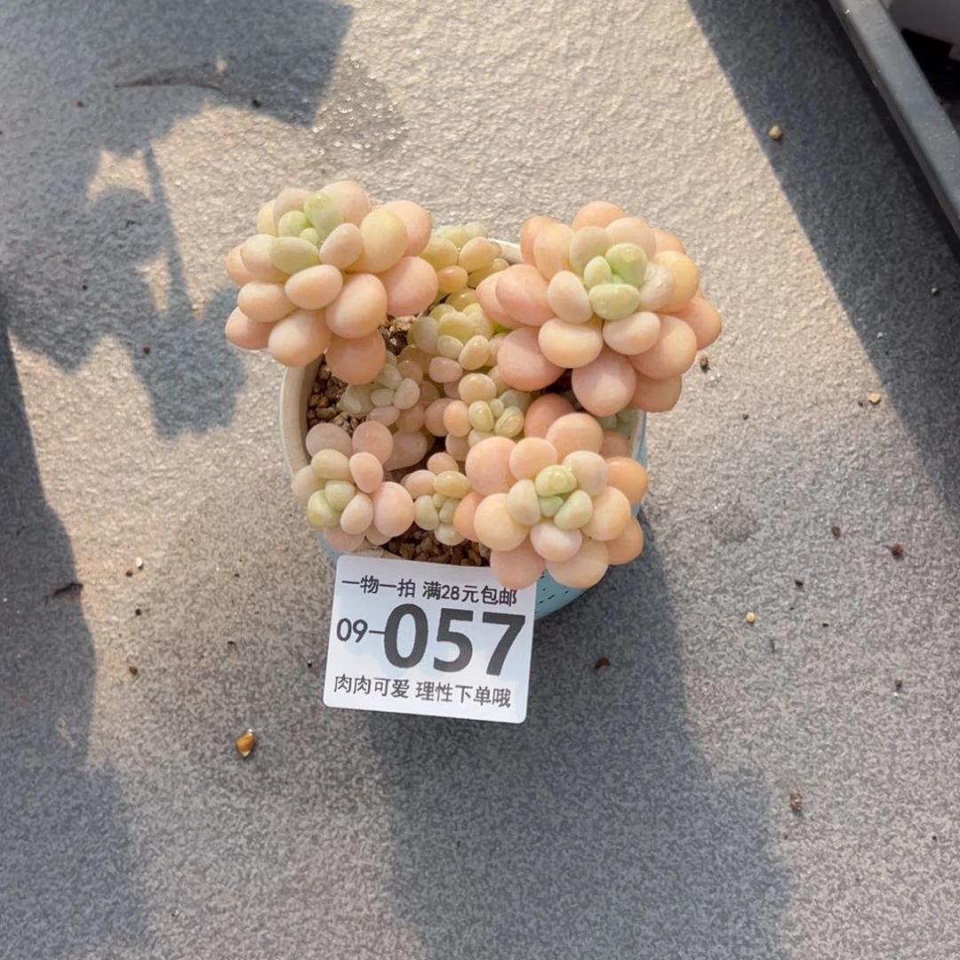 洛可可多肉多肉多肉多肉