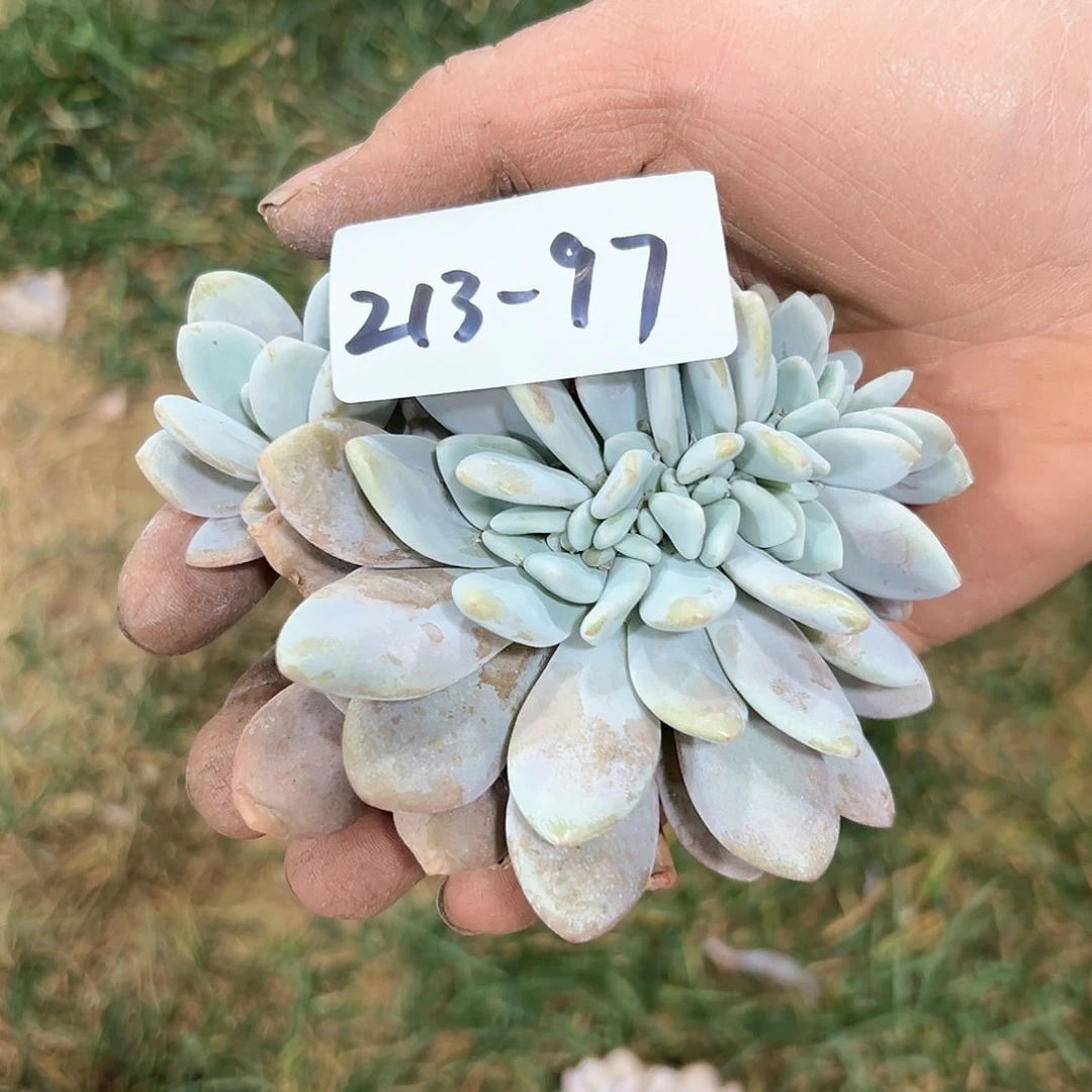 213-97粉兔缀化多肉