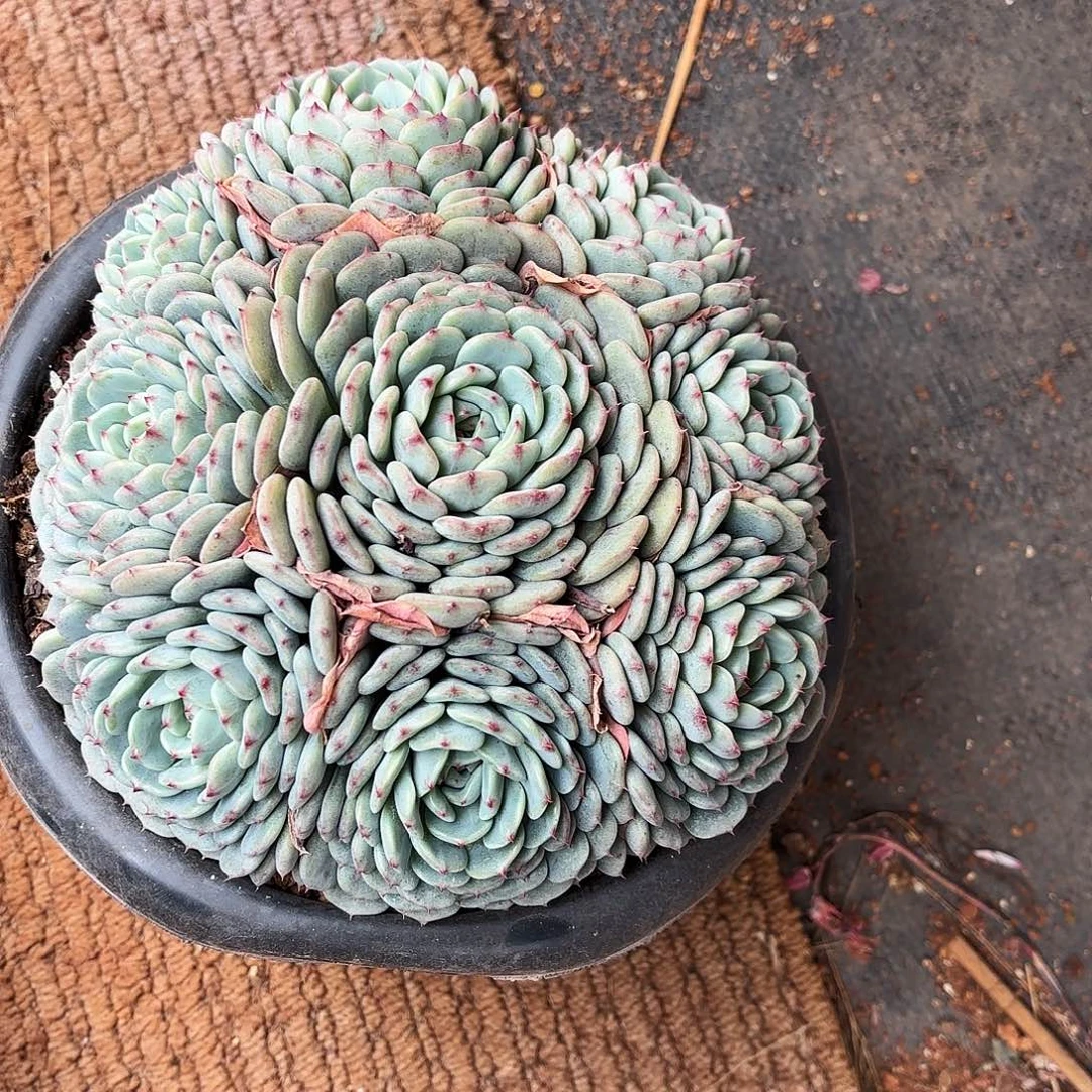 不羞妹妹的白胖子捧花