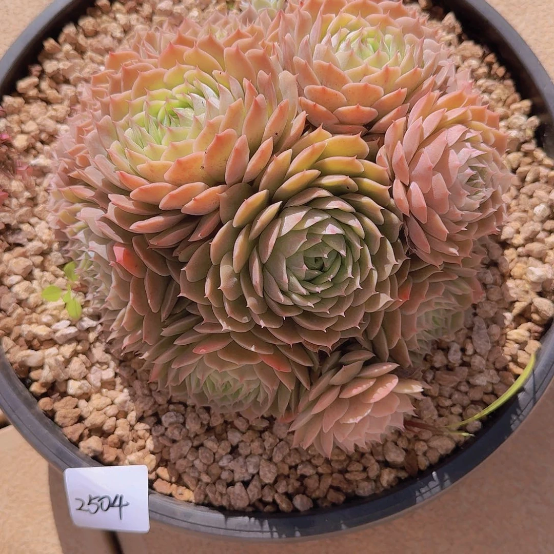 2504昂斯诺多肉植物