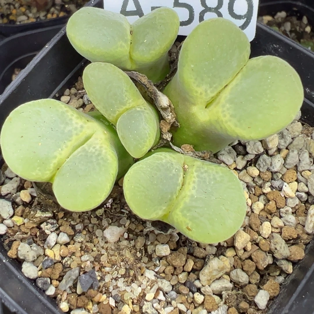 多肉植物1111111111111