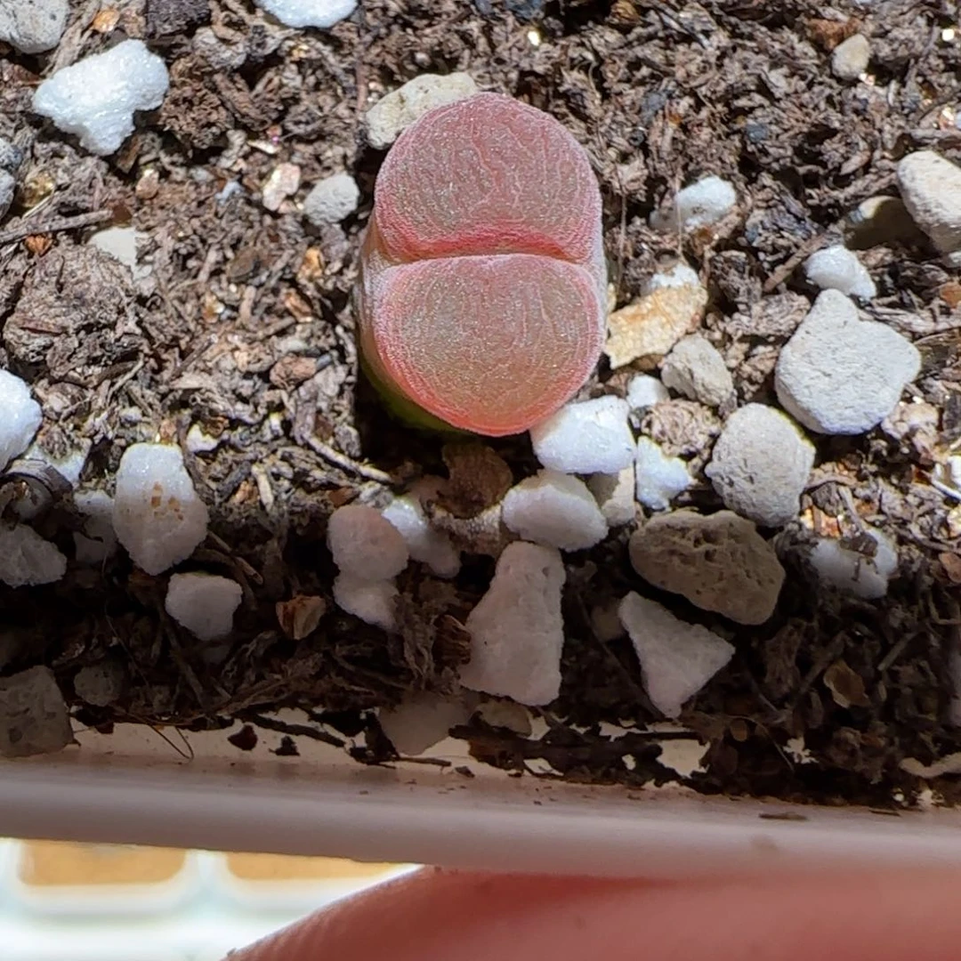 肉锥多肉植物组合-10km风铃1462