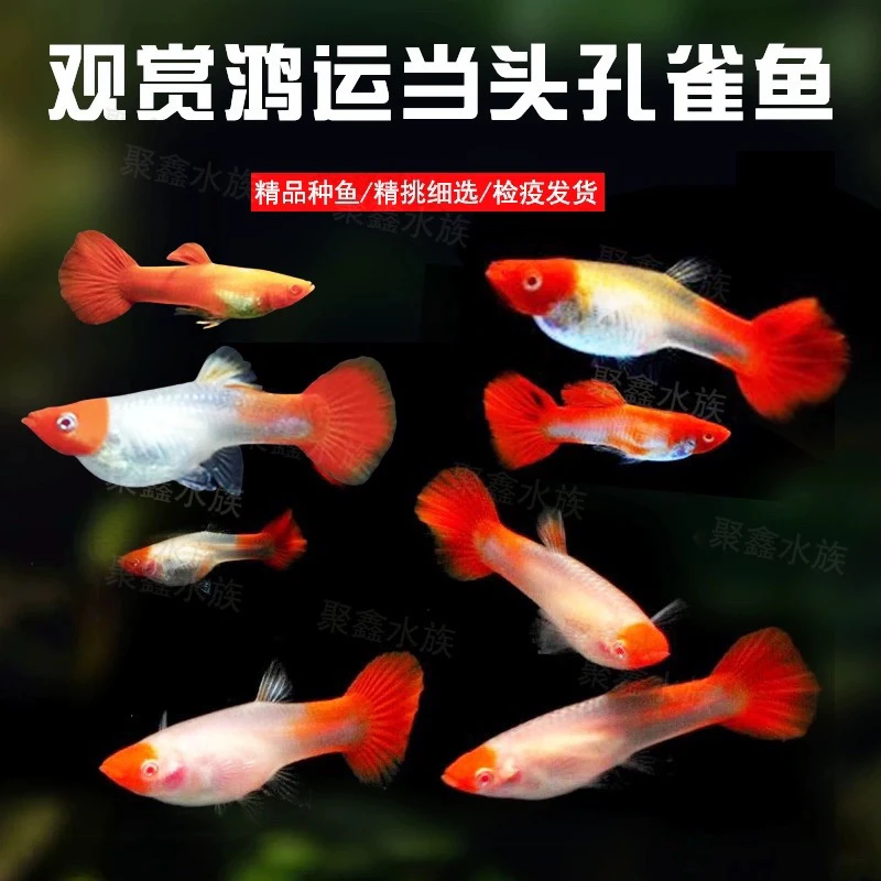 直播间精品福利孔雀鱼皮实好养小号鸿运当头(入缸后不包损）