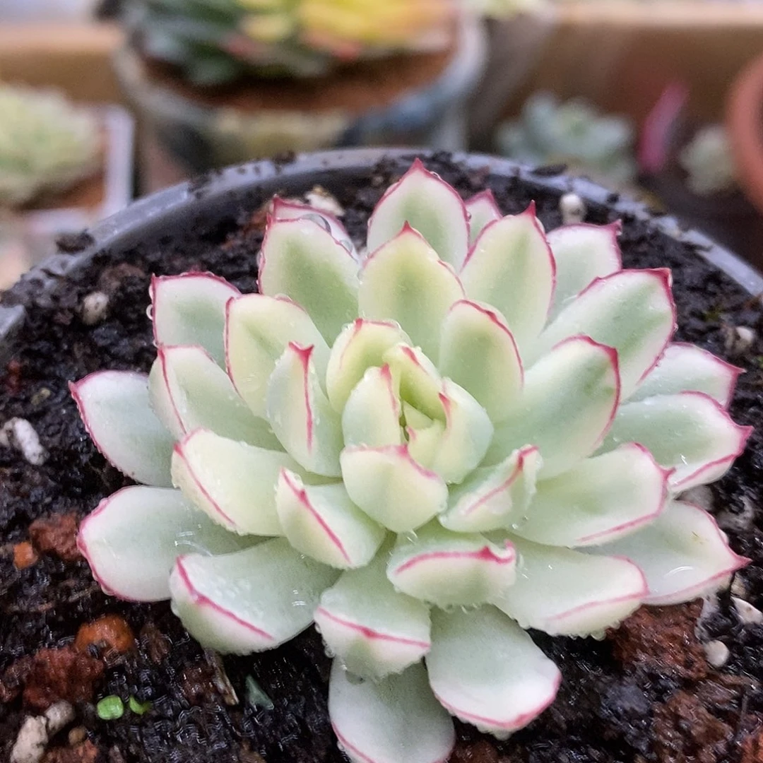 48梦幻头盖哈哈哈哈哈哈