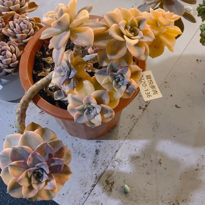 夏悦多肉 0220-136紫乐景