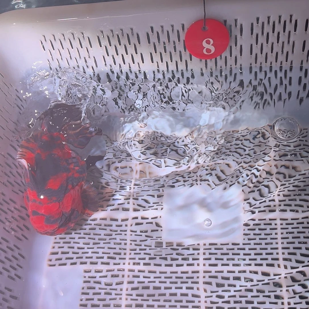 用***0抖音上的小伙伴们都在