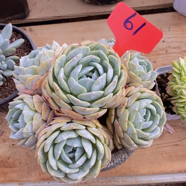 你说了就算吧反正不去