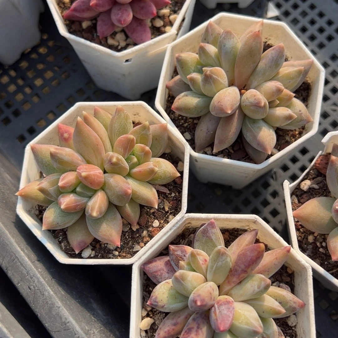 重楼双头到手1颗量拍多肉满18元包邮下午发货