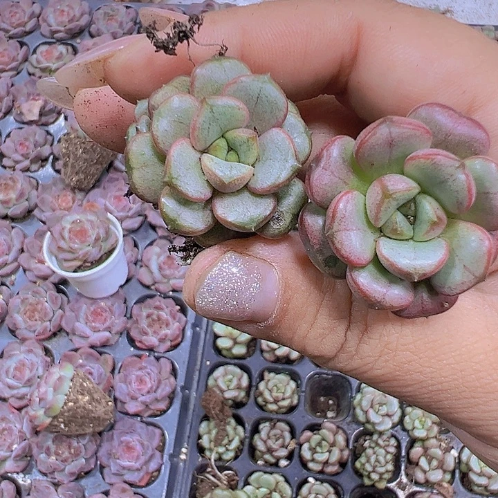 穴盘葡萄3个19包邮