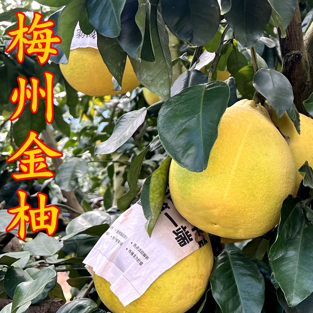 【品质中果】正宗梅州沙田柚高山老树金柚应季水果梅州特产原产地发