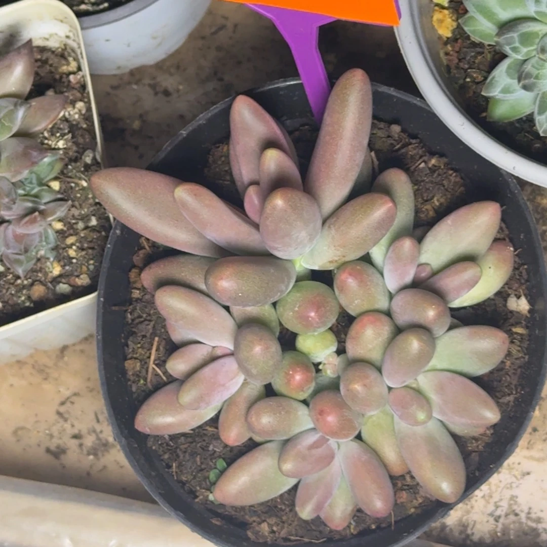 多肉植物糖果美人451