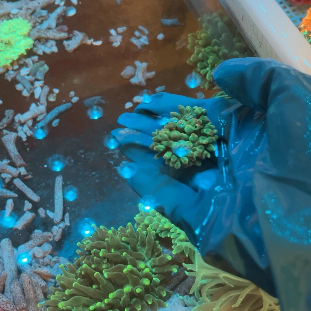 沧***粟奶嘴海葵迷你奶嘴11111111