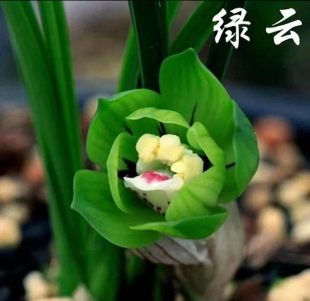 【珺萧予花】 绿云 春兰 矮种 浓香型 多瓣奇花