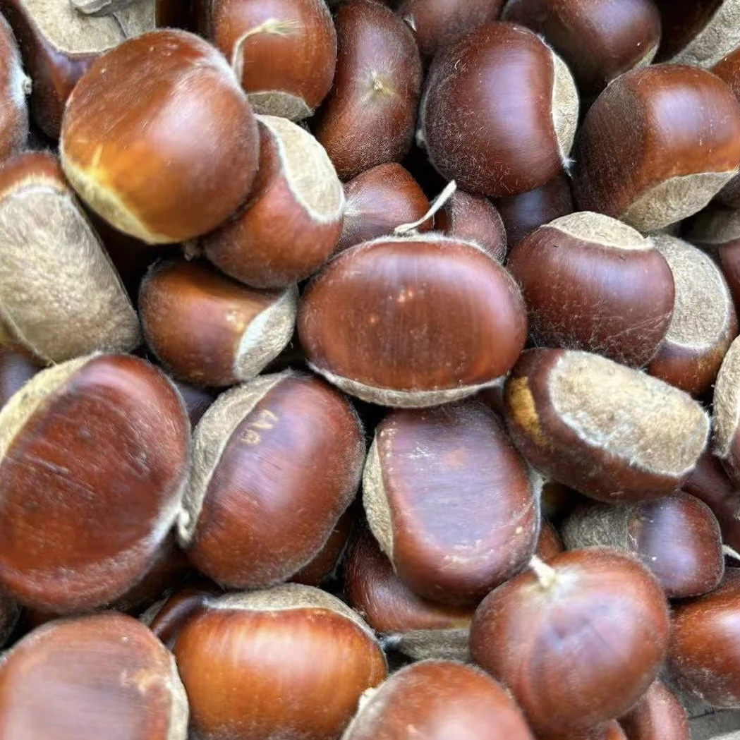 顺丰包邮 湖北宜昌2025新鲜生板栗毛板栗 现剥现发栗子 生鲜板栗
