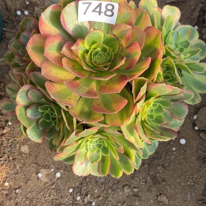 无花朵748多肉植物奶白