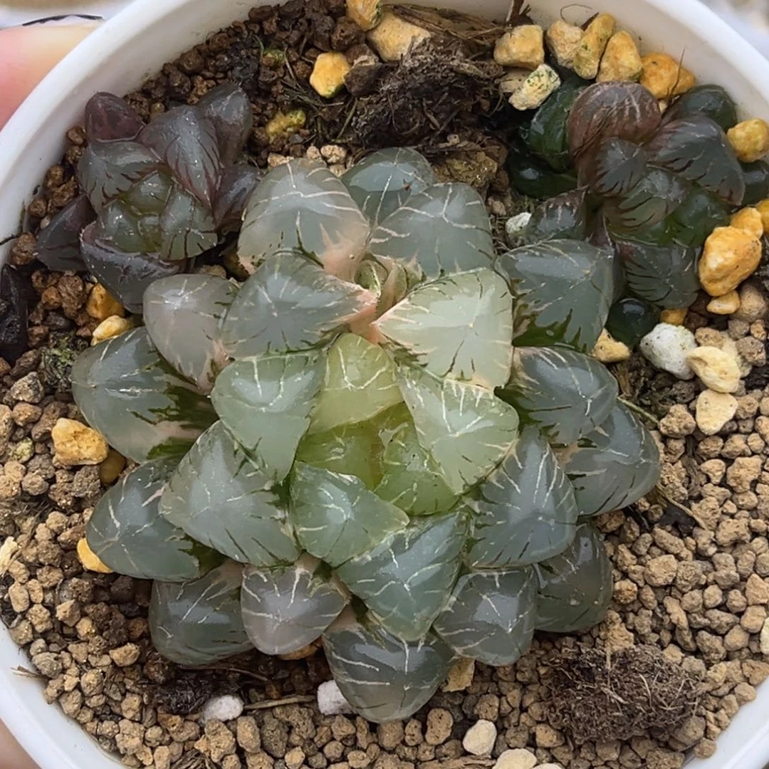 81糯姬玉露锦十二卷多肉