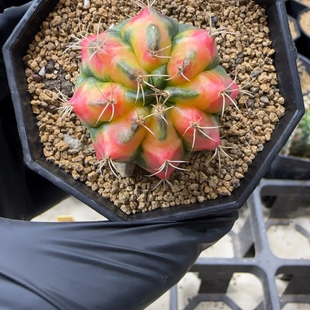 15号泰系米哈锦侧芽