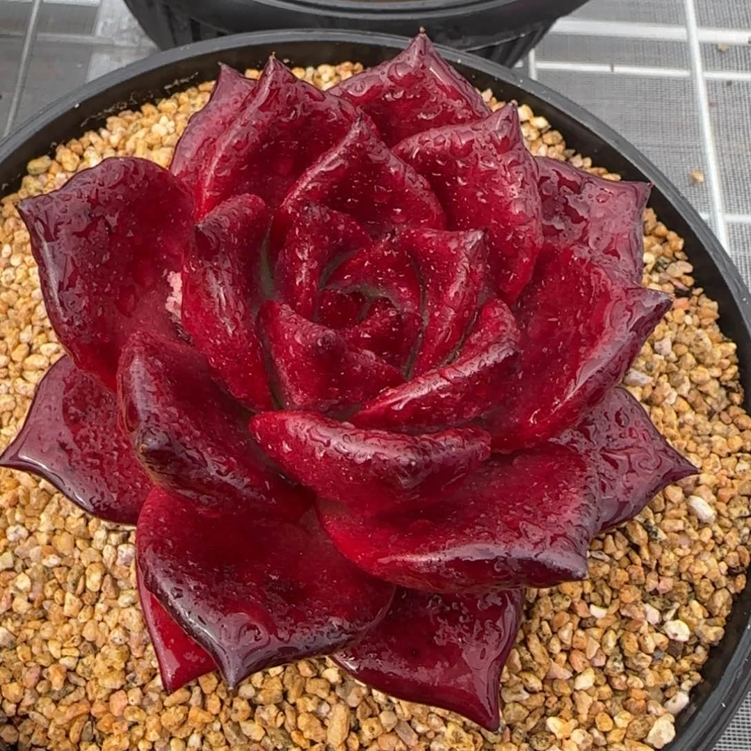 从前慢花园精选多肉罗宾