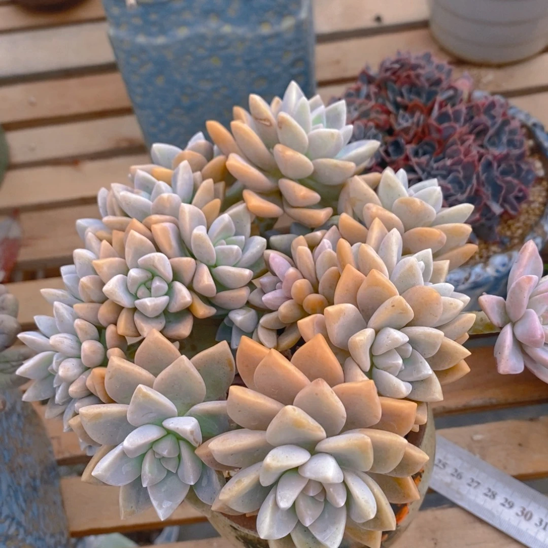 @***丹多肉植物肉肉植物
