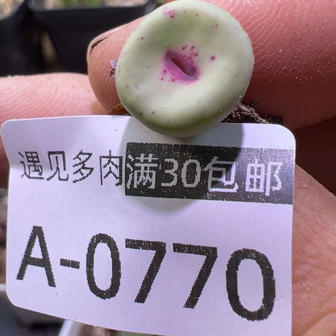 多肉植物1111111111111