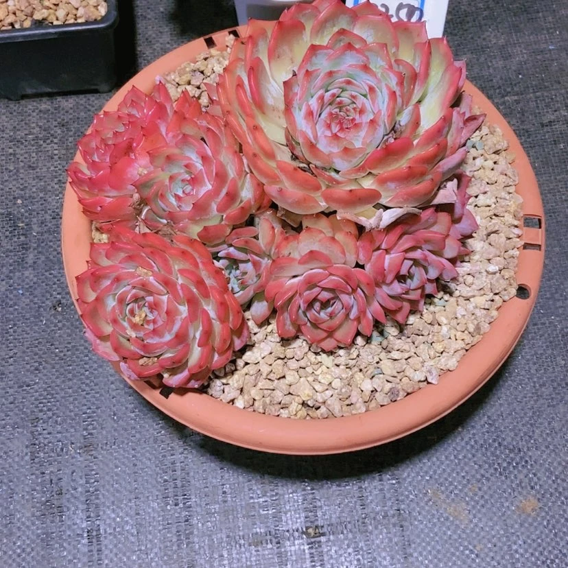 【闪购商品】有****望2250