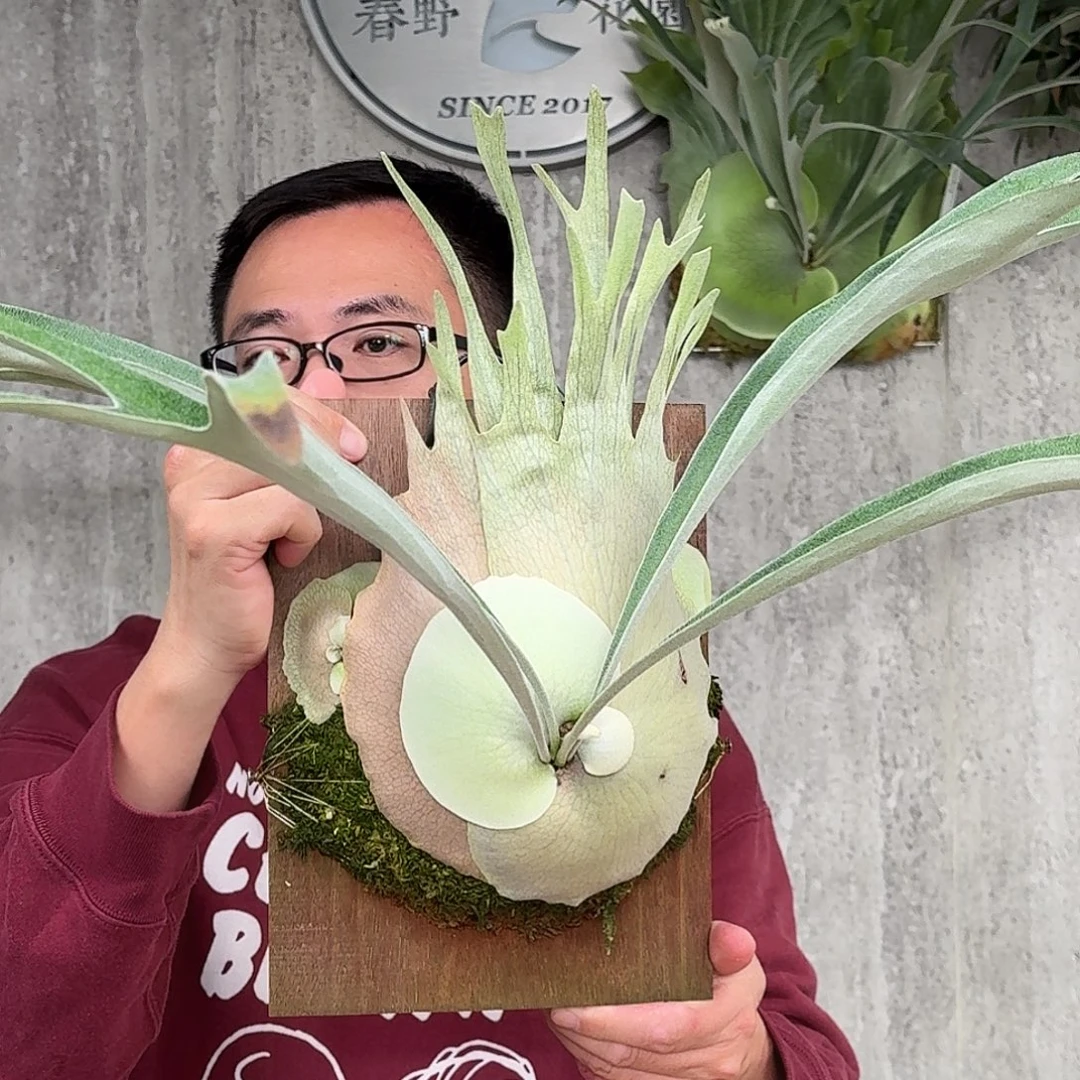 完全开放野银鹿角蕨带5-6个侧芽春野花园