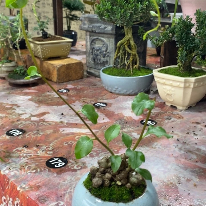 无花朵退款拉黑拉黑54