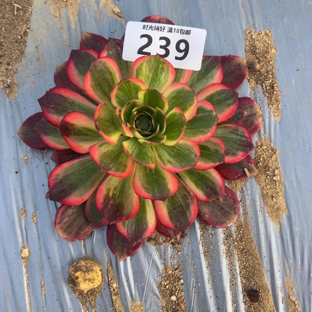 灵**翔239黑魔锦多肉植物