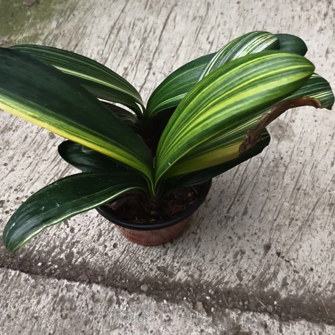 郑***完全开放黑魁彩残叶特惠苗一颗