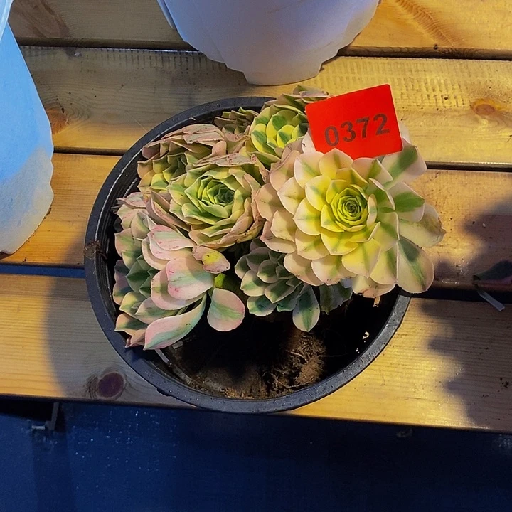 花*袄0372多肉植物中奖