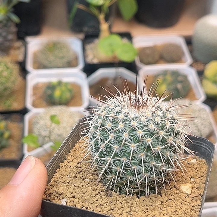 无花朵白王丸实生球一颗