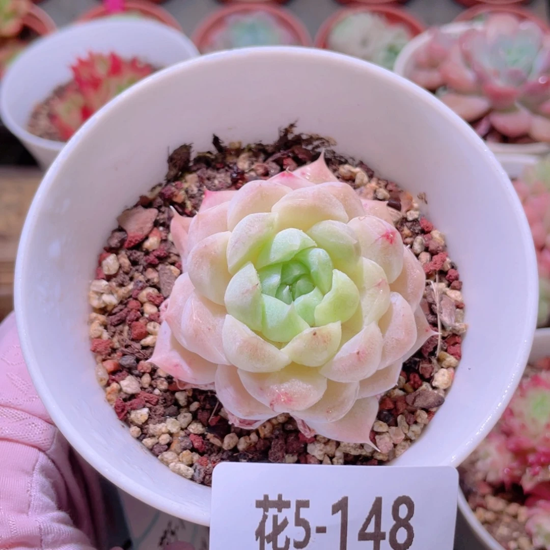 花利美5-148麦秆