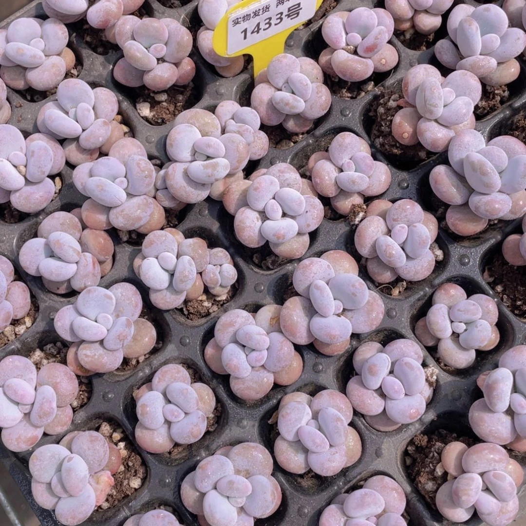 1433号 丸叶水光针原始奶单头6个