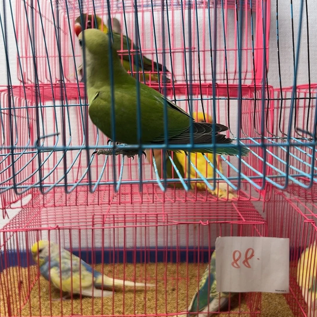 桃脸牡丹鹦鹉绿桃牡丹1只