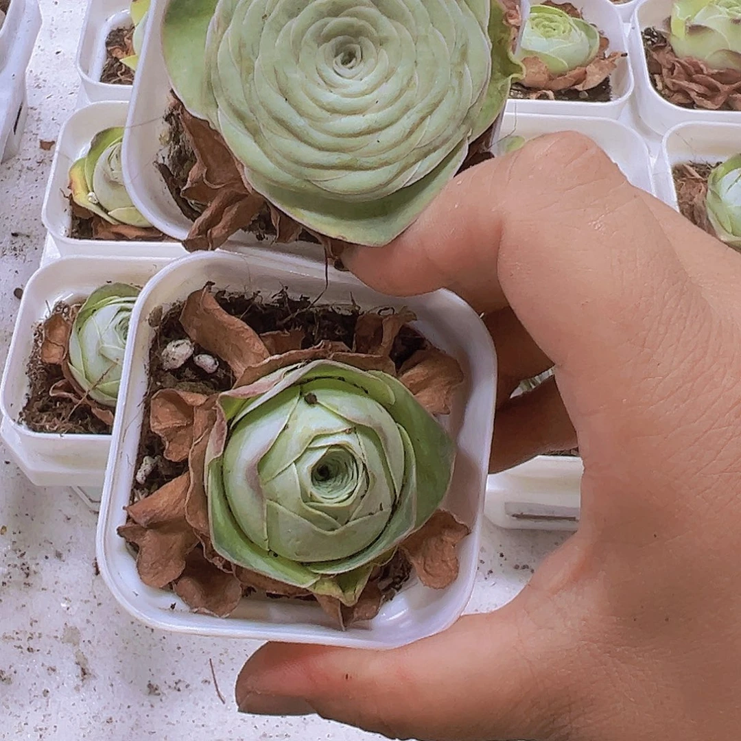 寿桃组合2盆带盆带土