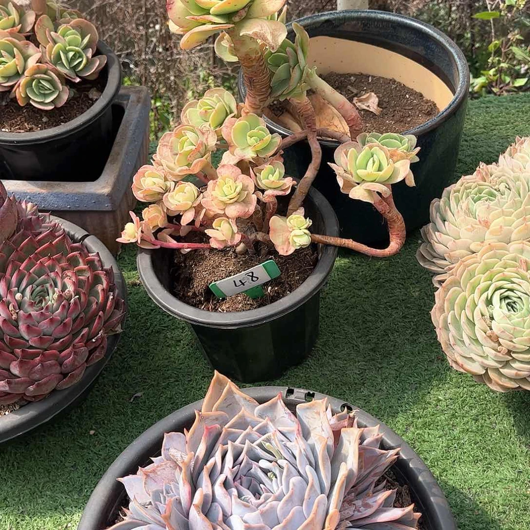 M****伟碧桃多肉植物保护48