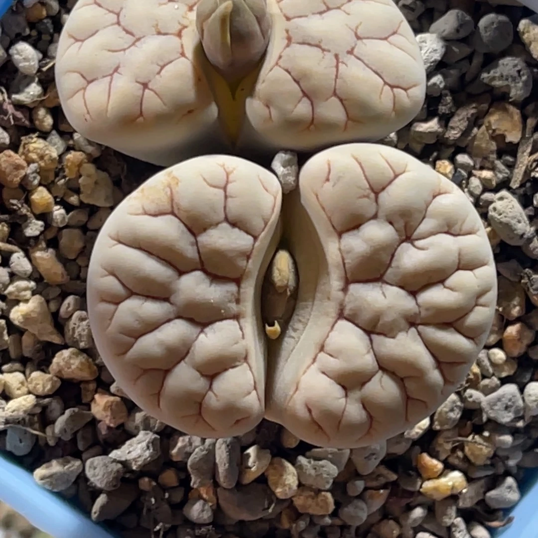 2640双头红粗纹261