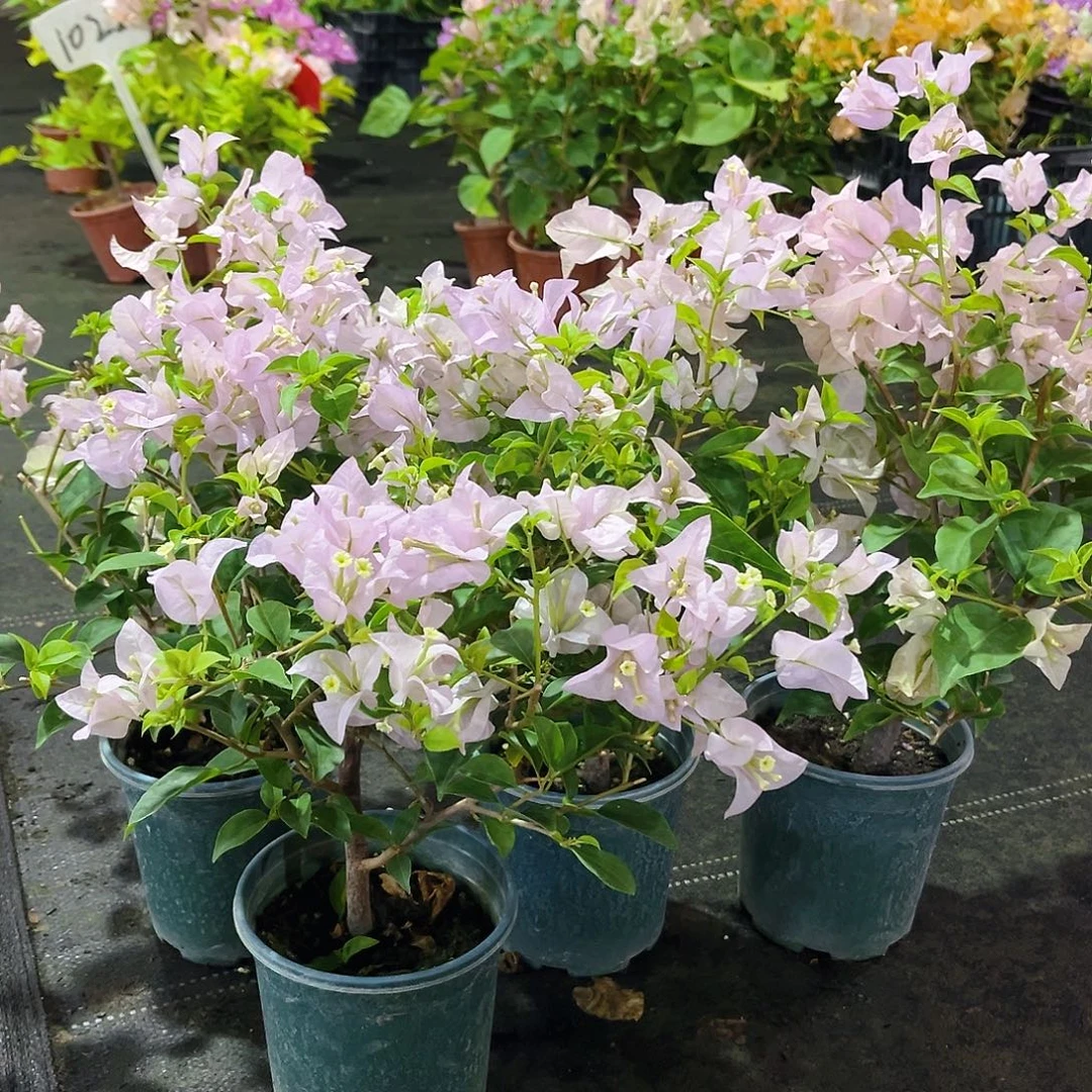 完全开放苹果花掌中宝一颗