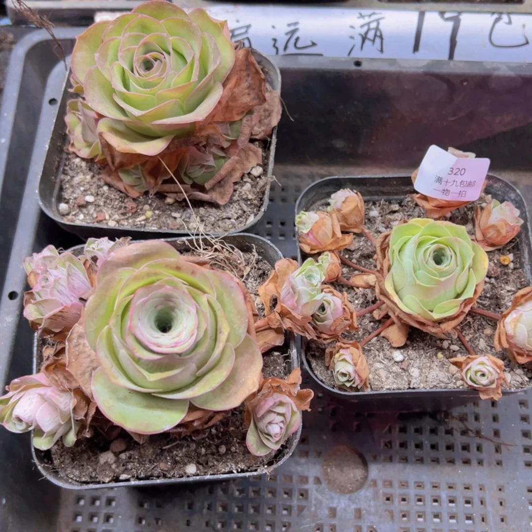 320 侧牙掉了不包损无售后